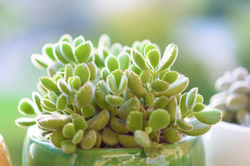 Cotyledon tomentosa Bears Paw succulent cactus plant in a flower pot on nature background. Welcome...