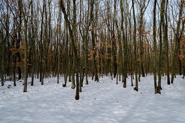 Fresh view of snowy  deciduous forest in winter near  Zavet town, Bulgaria, Europe  