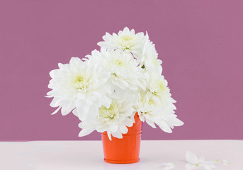 Beatiful chrysanthemums on a purple background with vase