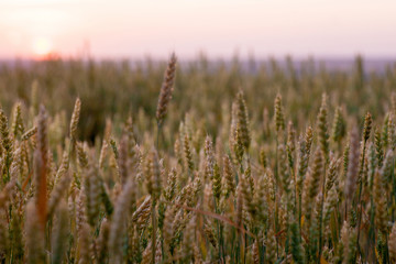 Field of ripe wheat before harvest