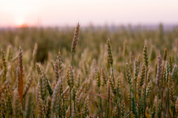 Fototapeta premium Field of ripe wheat before harvest