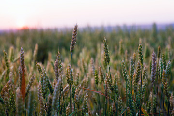 Fototapeta premium Field of ripe wheat before harvest