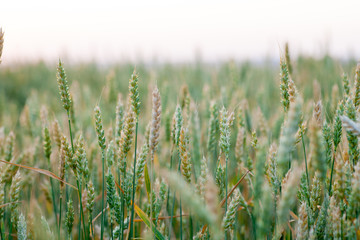 Fototapeta premium Spring fields of green oats, wheat Agricultural