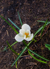 Beautiful white and lilac flowers of crocuses on a sunny spring day in the garden.