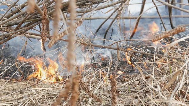 Dangerous wild fire in nature, burns dry grass. Burnt black grass in a forest glade
