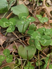 Dew on Clover