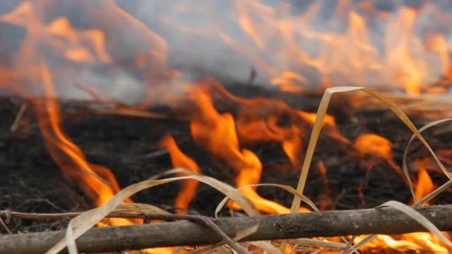 Burning grass and branches close up view. Dangerous wild fire in nature