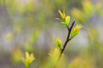 budding in the trees