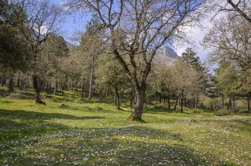  Summer landscape of a mountain