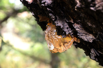 Cultivar apricot (Prunus armeniaca L.) gummosis (pathological production of gummy exudate, hardened wood resin) in the summer orchard