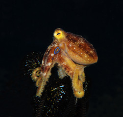 Incredible Underwater World - Poison ocellate octopus - Amphioctopus siamensis - Octopus Mototi. Bali, Tulamben.