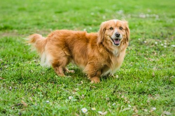 Small cute mixed breed brown playful dog with short legs standing on fresh green grass, open mouth, white flowers, spring day at a park