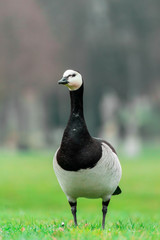 Wildgans auf der Wiese