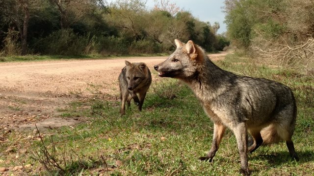 zorros de mesopotamia Argentina