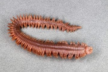 Clam worm (Nereis sp.) (ventral view)