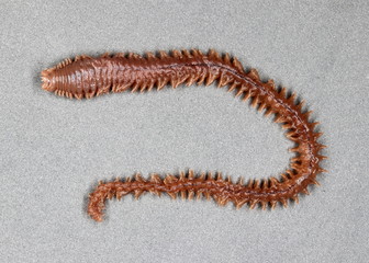 Clam worm (Nereis sp.) (dorsal view)