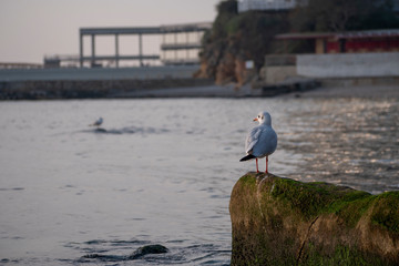 Seagull sitting on a rock in the water near the shore, Black Sea, Odesa
