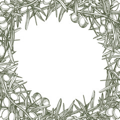 A branch of ripe olives is juicy poured with oil. Farmers market menu design. Organic food poster. Vintage hand drawn sketch illustration. Linear graphic.