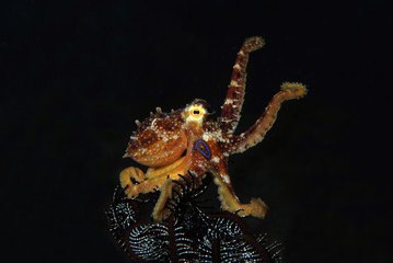 Incredible Underwater World - Poison ocellate octopus - Amphioctopus siamensis - Octopus Mototi. Bali, Tulamben.