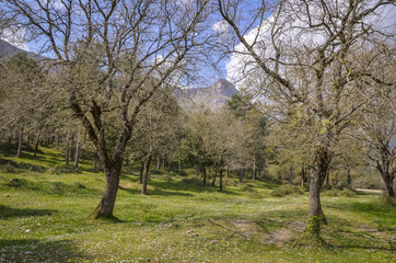  Summer landscape of a mountain