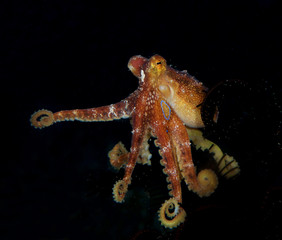 Incredible Underwater World - Poison ocellate octopus - Amphioctopus siamensis - Octopus Mototi. Bali, Tulamben.