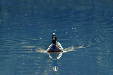 Paperella solitaria che nuota in un fiume azzurro, tranquilla e serena