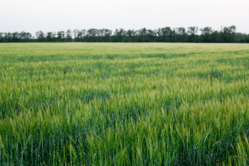 green wheat field and sunny day
