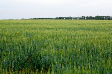 green wheat field and sunny day
