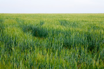 green wheat field and sunny day