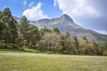 Fototapeta premium Summer landscape of a mountain