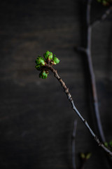 Blooming cherry tree branch