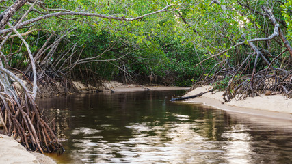 Mangroven mit langen Wurzeln entlang eines Flusses in Australien