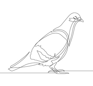 Pigeon Bird One Continuous Line Vector Graphic
