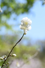 Peach blossoms in full bloom