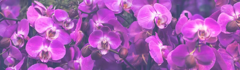 Fototapeten Beautiful Dendrobium pink Orchid.Flower Pattern and banner © Elena Fetisova