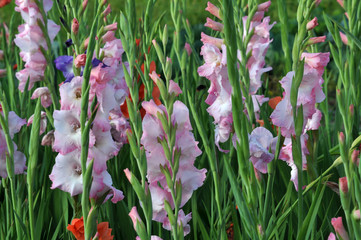 Blossom of colorful gladioluses