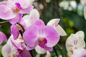 Fototapeta na wymiar Beautiful pink and white Orchids. Close-up and background
