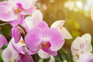 Naklejka na ściany i meble Beautiful pink and white Orchids in sunlight. Close-up and background
