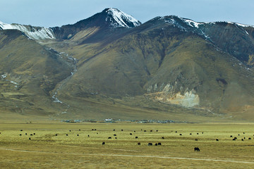 Tibet landscape