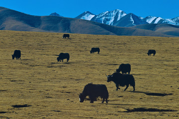 Tibet landscape