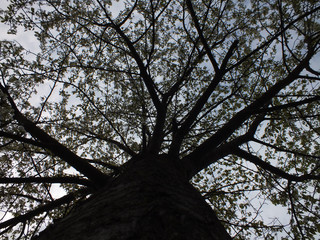 Baum von unten 
