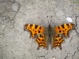 Schmetterling