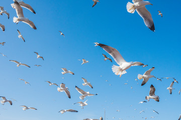 From below flock of white sea gulls flying in cloudless blue sky in Essaouira, Morocco