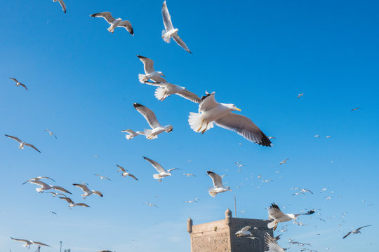 Sea gulls flying in blue sky 