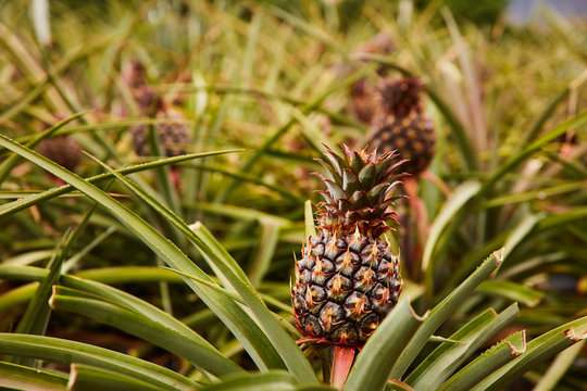 Tropical green bushy tree with ripening pineapples on plantation of El Hierro island