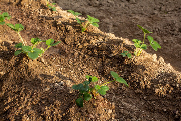 Fragaria planted in rows of soil in the garden. Fragaria in the spring.