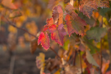 Vineyards in the autumn with red foliage. Transition of the vine to wintering. Wine-making. Technology of wine production. Wine production in Moldova.