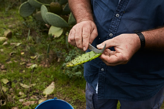 Crop man cutting off peel of sweet fruit of prickly pear, Canary Islands