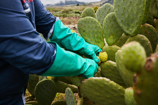 Faceless worker in gloves cutting off ripe fruit from pear cactus on tropical plantation, Canary Islands