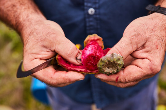 Man peeling sweet pear cactus 